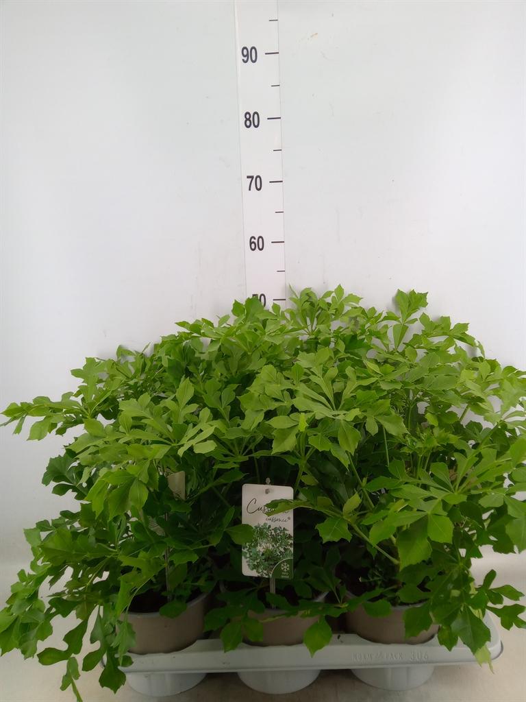 Горшечные цветы и растения оптом Cussonia от 6шт из Голландии с доставкой по России