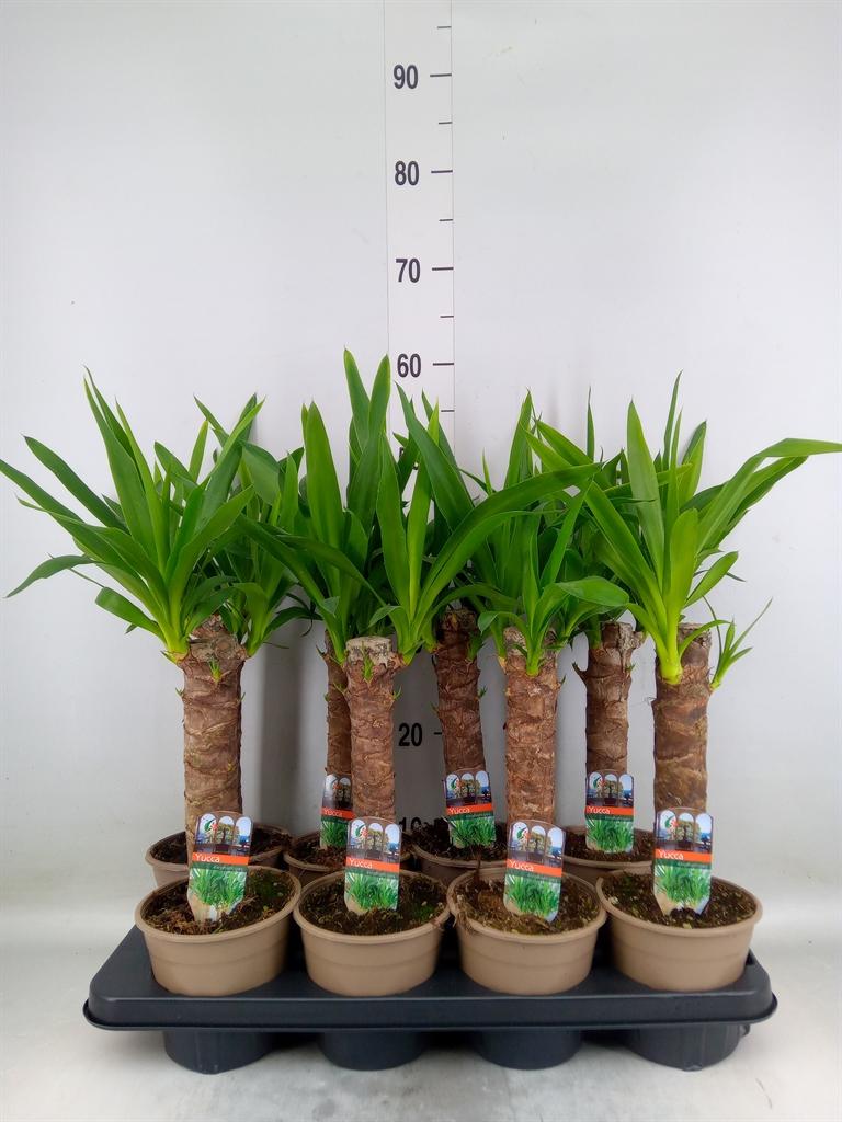 Горшечные цветы и растения оптом Yucca   ... от 8шт из Голландии с доставкой по России