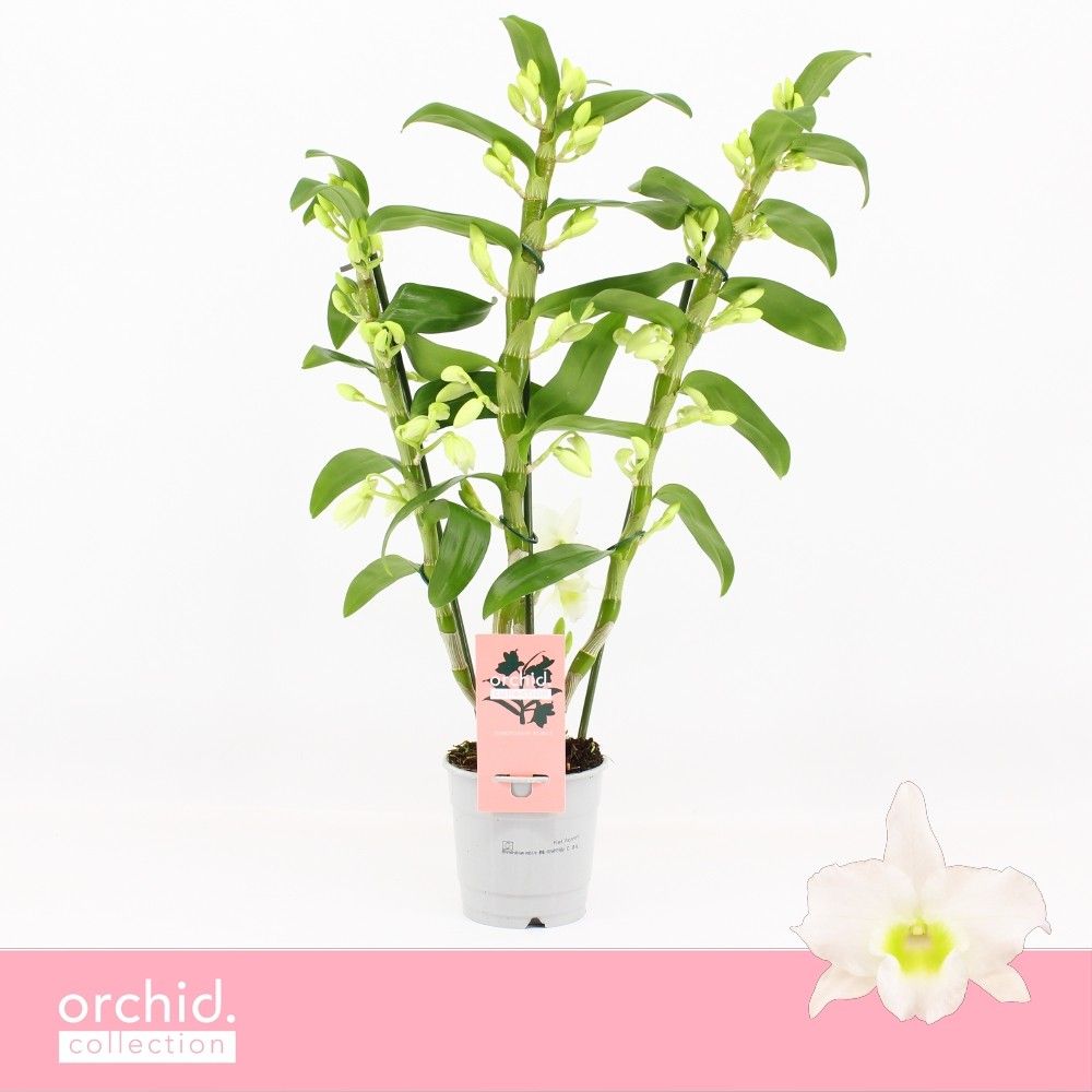 Горшечные цветы и растения оптом Dendr Nob 3st Apollon Orchid Collectiom от 10шт из Голландии с доставкой по России