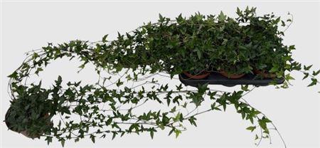 Горшечные цветы и растения оптом Hed He Shamrock от 6шт из Голландии с доставкой по России