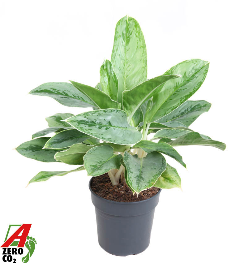 Горшечные цветы и растения оптом Aglaonema Horizon от 1шт из Голландии с доставкой по России