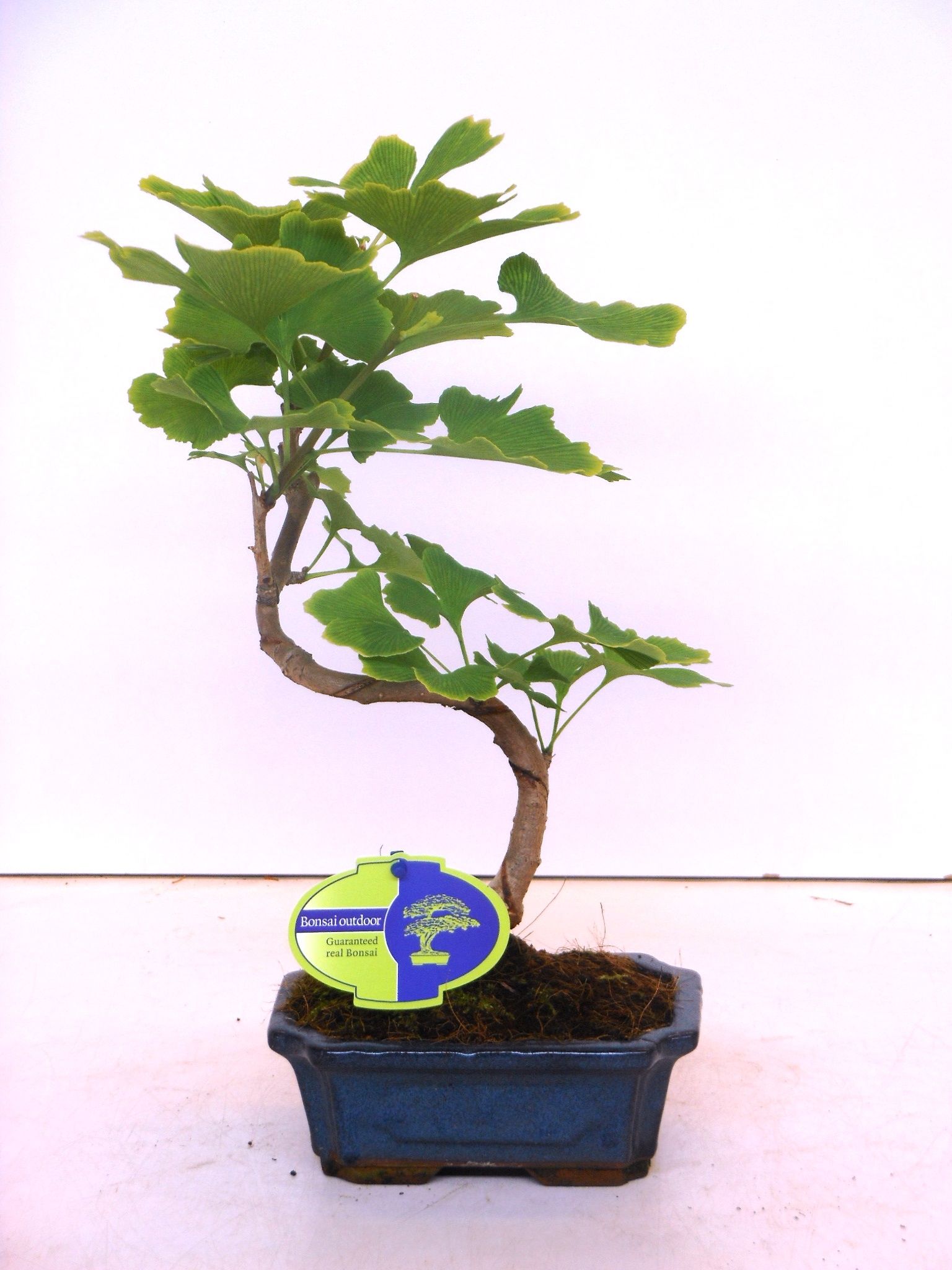 Горшечные цветы и растения оптом Bonsai Ginkgo Biloba Shape With Drip Tray от 8шт из Голландии с доставкой по России