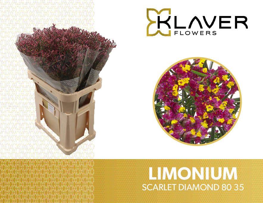 Срезанные цветы оптом Limonium scarlett diamond от 50шт из Голландии с доставкой по России