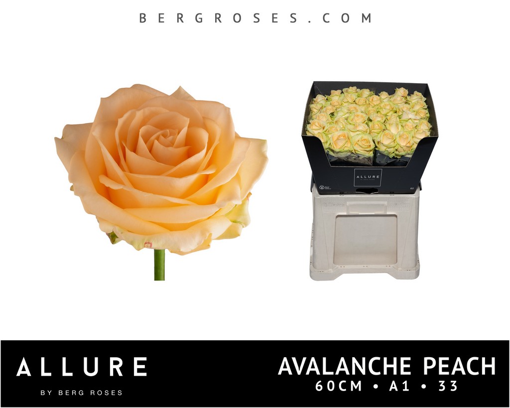 Срезанные цветы оптом Rosa large peach avalanche+ Allure от 40шт из Голландии с доставкой по России