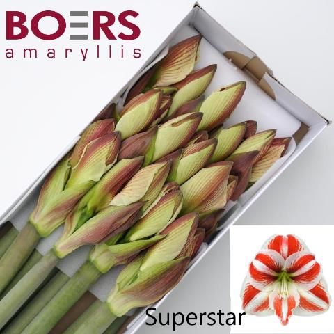 Срезанные цветы оптом Hippeastrum superstar от 12шт из Голландии с доставкой по России