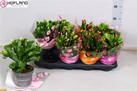 Горшечные цветы и растения оптом Schlumbergera Mix A от 8шт из Голландии с доставкой по России