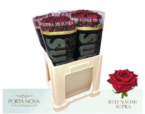 Срезанные цветы оптом Rosa large red naomi! Supra Porta Nova от 50шт из Голландии с доставкой по России