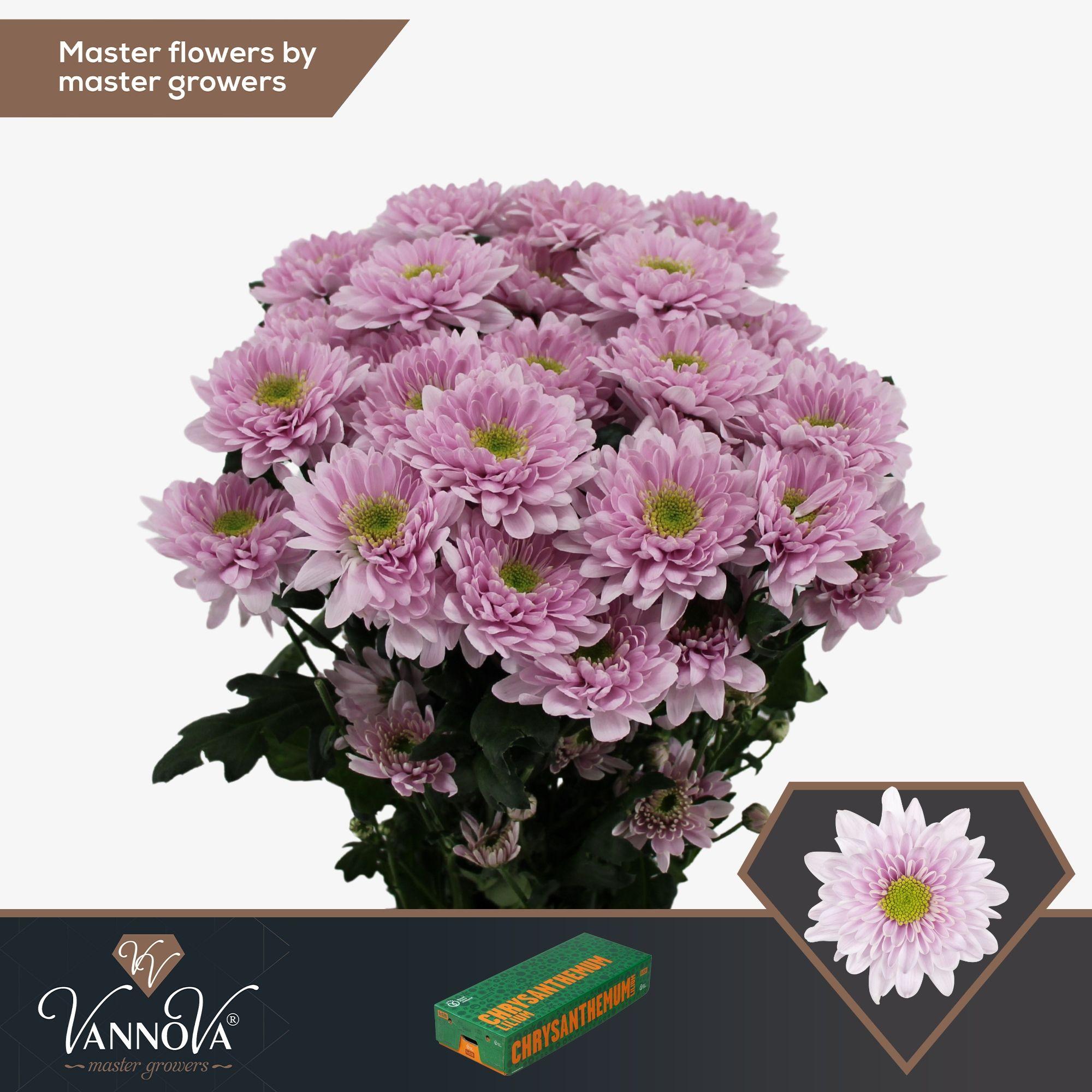 Срезанные цветы оптом Chrys sp commander pink от 80шт из Голландии с доставкой по России