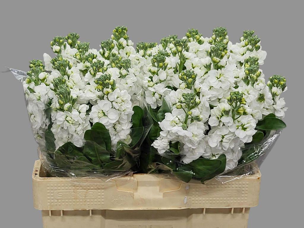 Срезанные цветы оптом Matthiola white от 40шт из Голландии с доставкой по России