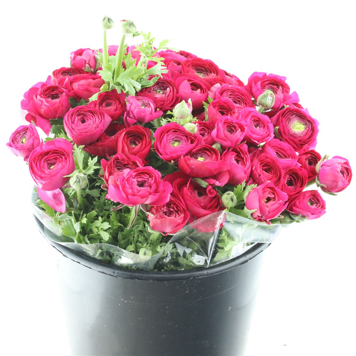 Срезанные цветы оптом Ranunculus elegance cerise от 50шт из Голландии с доставкой по России