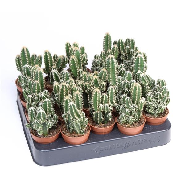 Горшечные цветы и растения оптом Cactus Cereus Peruvianus Florida от 20шт (для телеги) из Голландии с доставкой по России