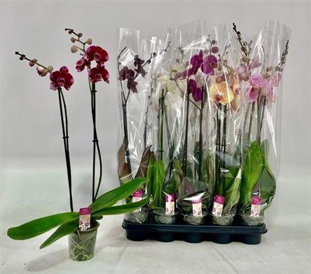 Горшечные цветы и растения оптом Phal Gem 2 Branches 16+ от 10шт из Голландии с доставкой по России