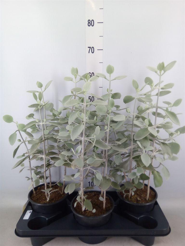 Горшечные цветы и растения оптом Kalanchoe Nf   ... от 3шт из Голландии с доставкой по России