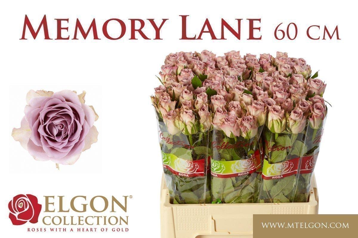 Срезанные цветы оптом Rosa large memory lane от 280шт из Голландии с доставкой по России