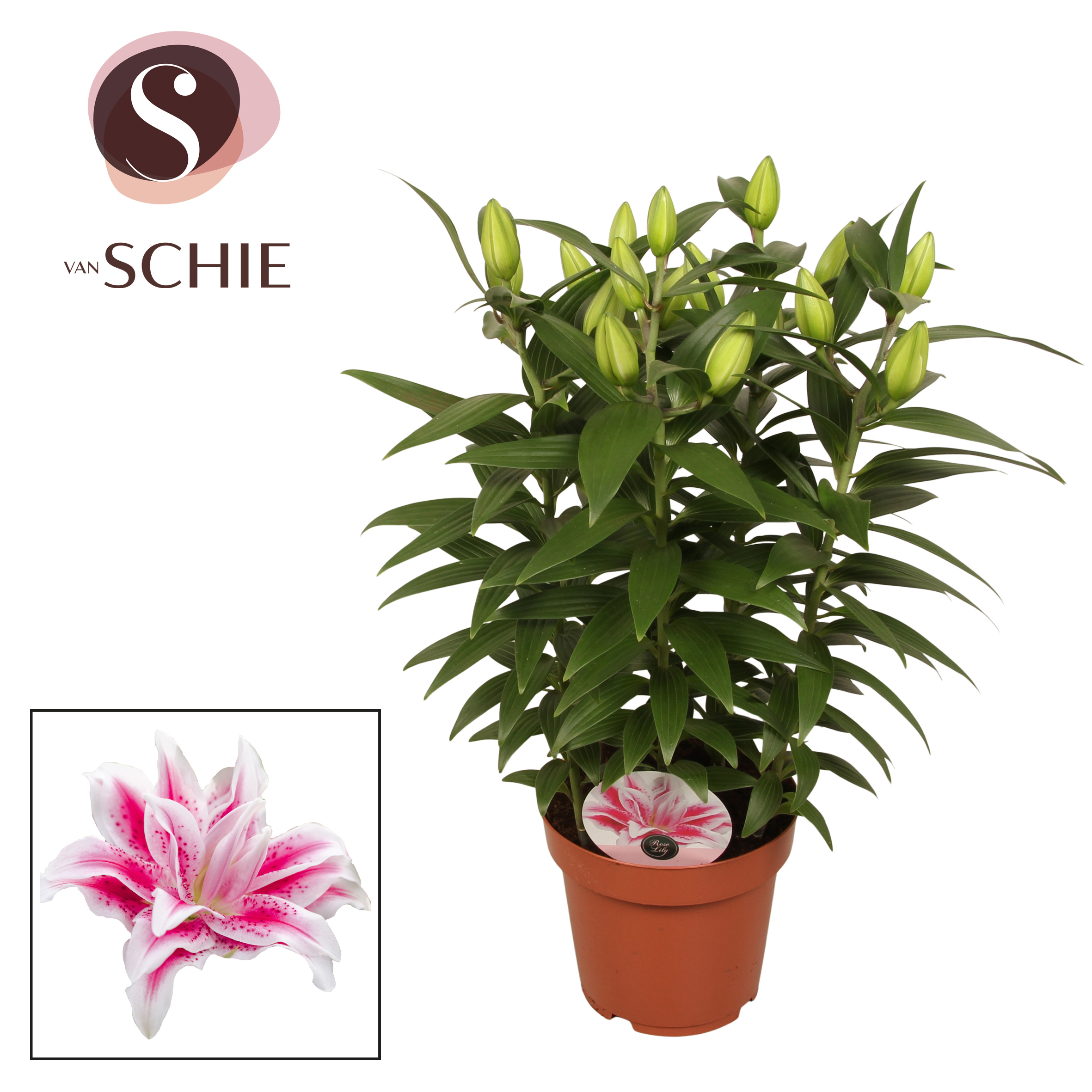 Горшечные цветы и растения оптом Lilium Or Roselily Nowa 5pp от 5шт из Голландии с доставкой по России