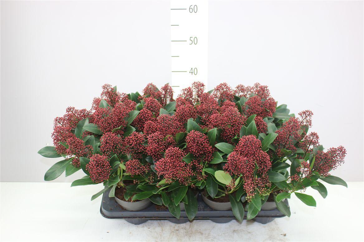 Горшечные цветы и растения оптом Skimmia Jap Rubella 10+ от 8шт из Голландии с доставкой по России