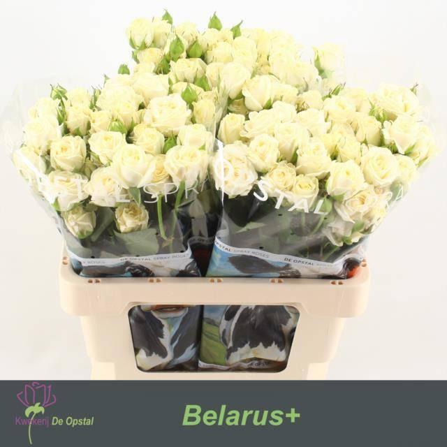 Срезанные цветы оптом Rosa spray belarus от 30шт из Голландии с доставкой по России