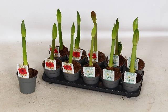 Горшечные цветы и растения оптом Hipp Gem 2 Srt от 10шт из Голландии с доставкой по России