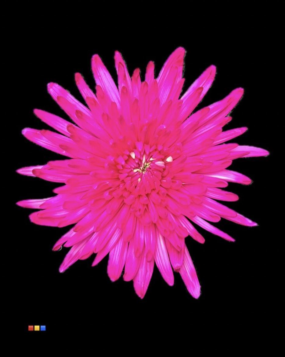 Срезанные цветы оптом Chrys bl paint topspin cerise от 60шт из Голландии с доставкой по России