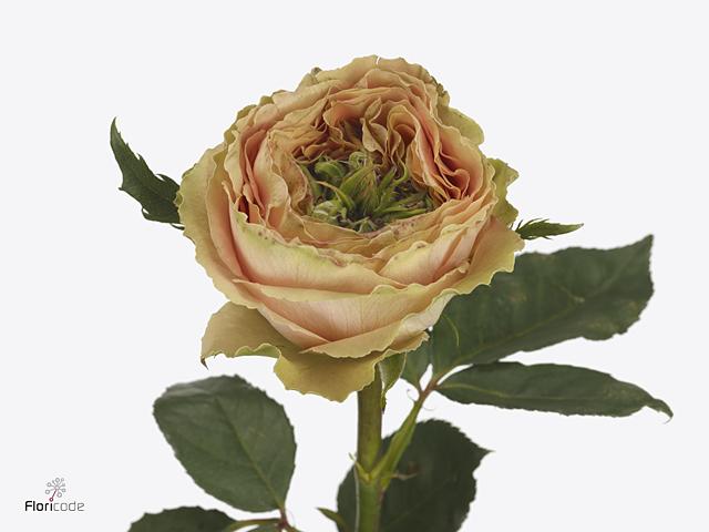 Срезанные цветы оптом Rosa large golden lady от 40шт из Голландии с доставкой по России