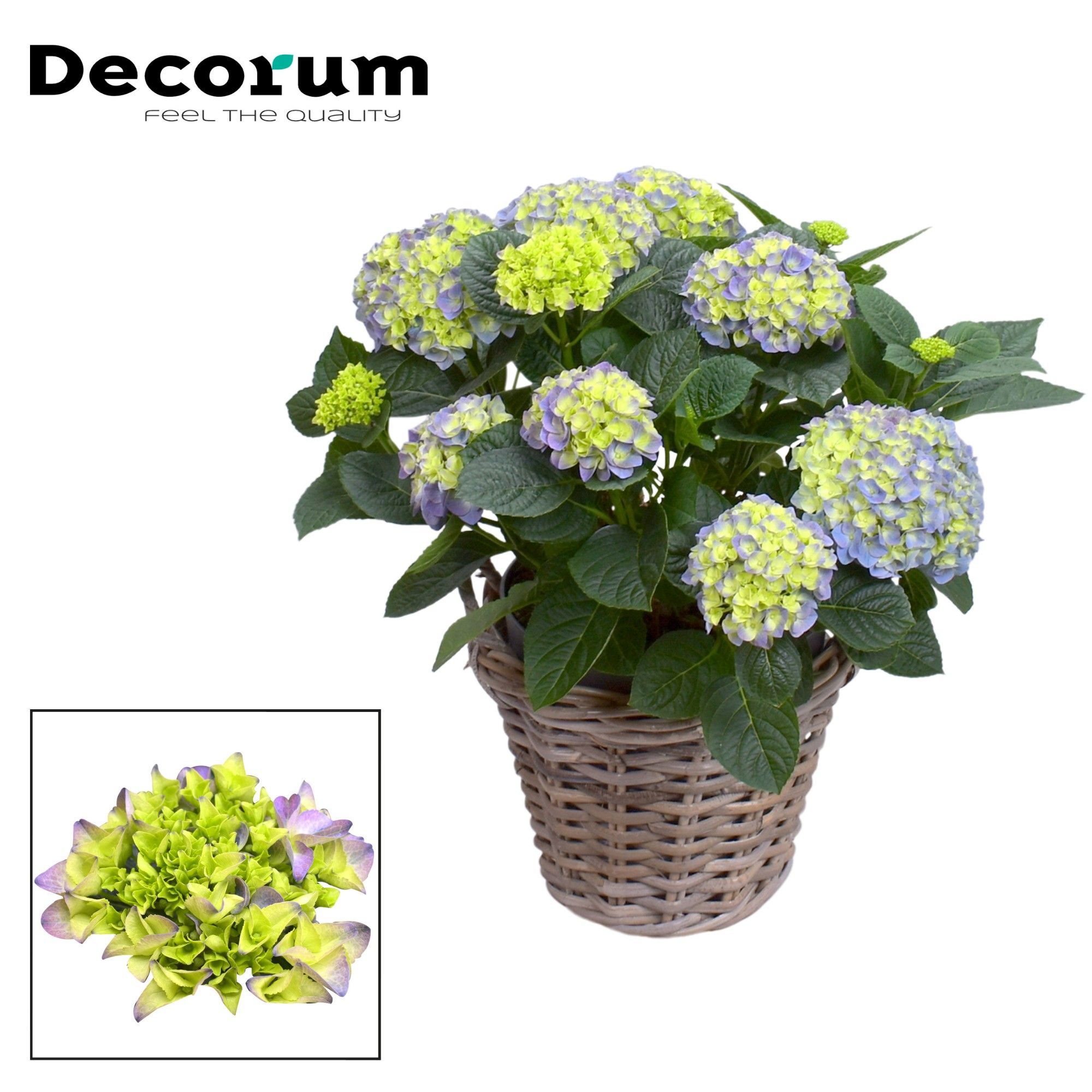 Горшечные цветы и растения оптом Hydrangea Blue 10+ In Rattan Mand (dec от 1шт из Голландии с доставкой по России