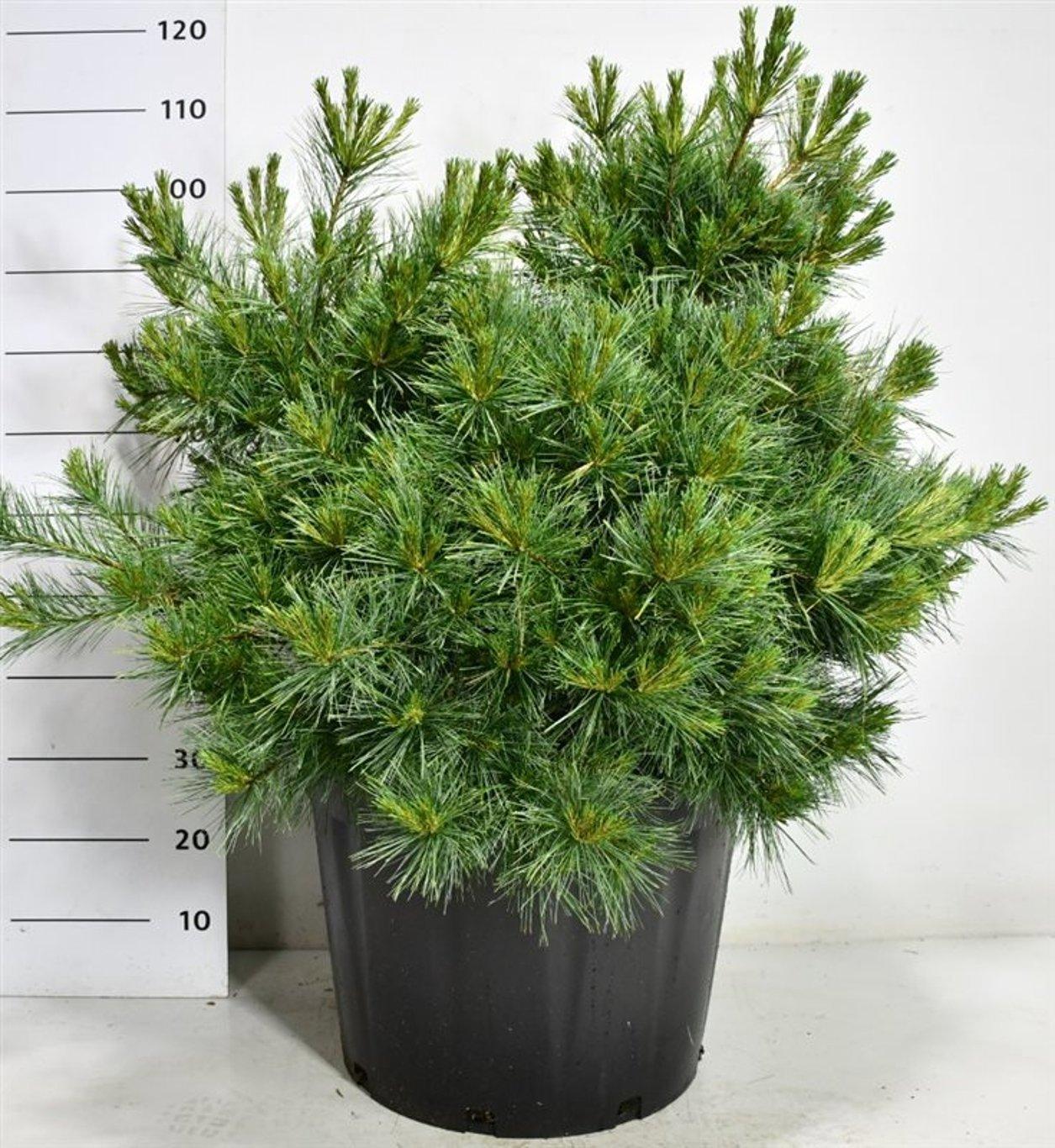 Горшечные цветы и растения оптом Pinus Strobus secrest от 1шт из Голландии с доставкой по России