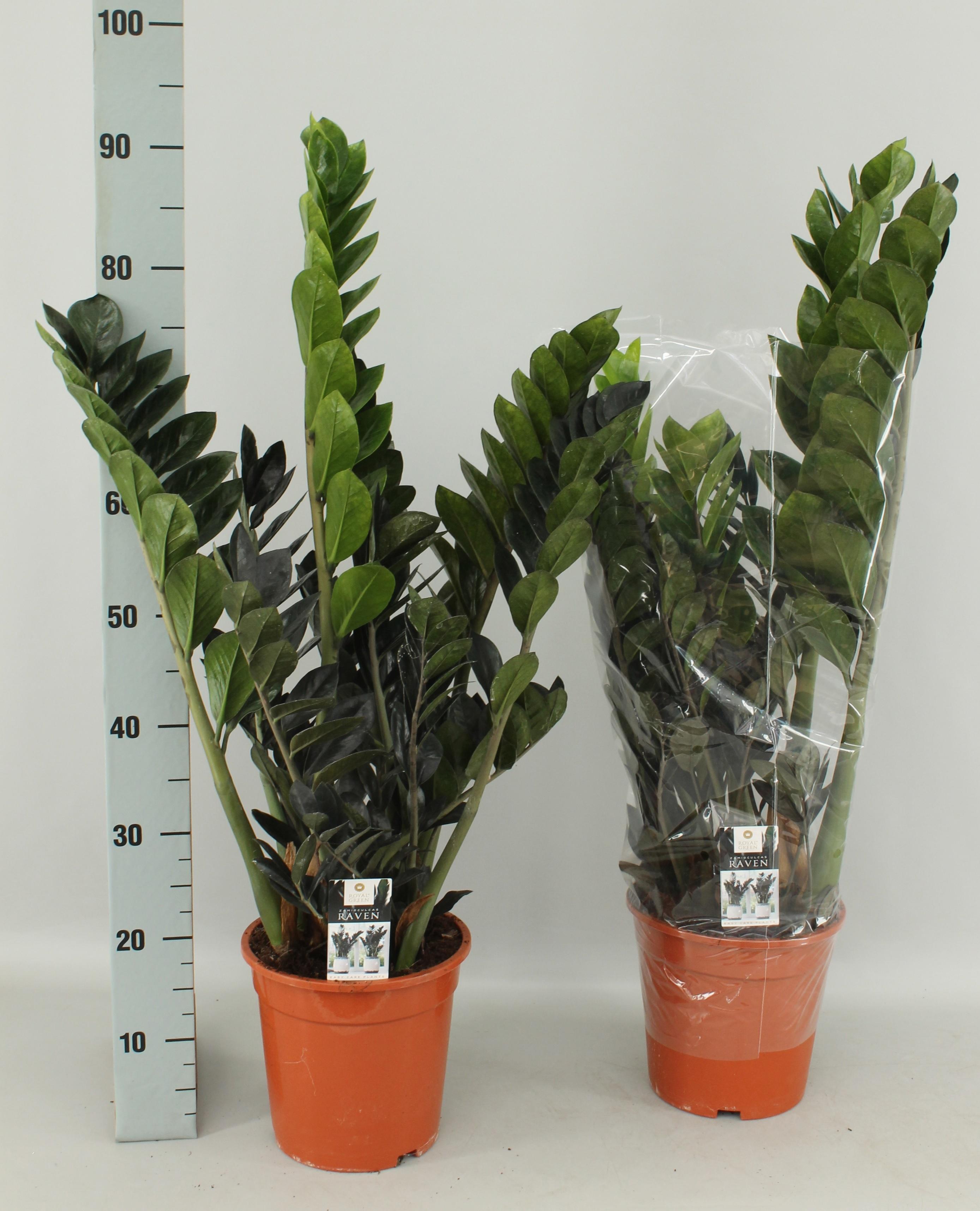 Горшечные цветы и растения оптом Zamio Raven от 1шт из Голландии с доставкой по России