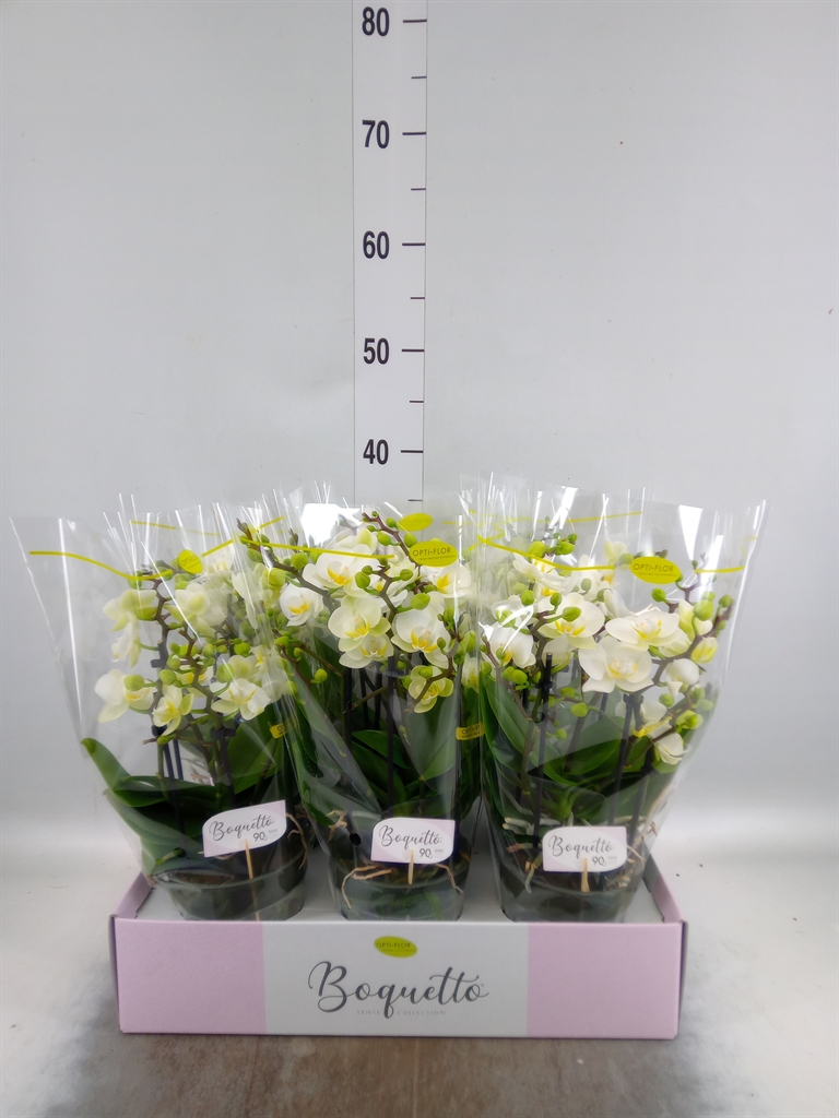 Горшечные цветы и растения оптом Phalaenopsis Multi.   ...white от 6шт из Голландии с доставкой по России