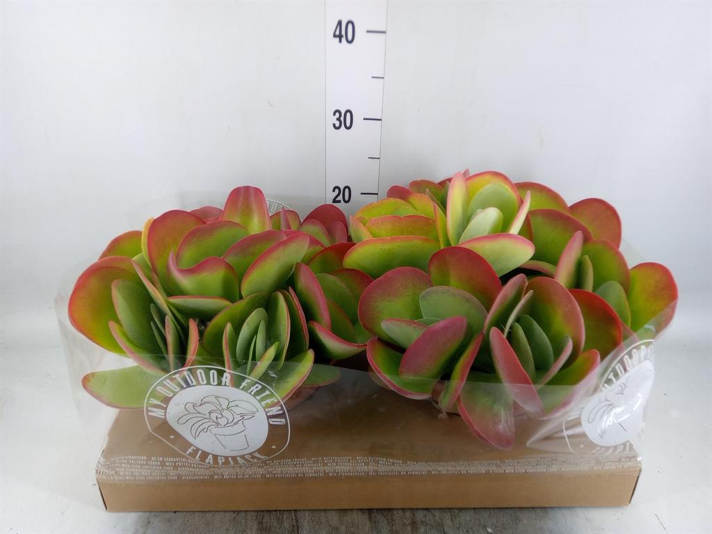 Горшечные цветы и растения оптом Kalanchoe Nf Thyrsiflora от 2шт из Голландии с доставкой по России