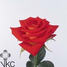 Срезанные цветы оптом Rosa ec el fuego от 40шт из Голландии с доставкой по России