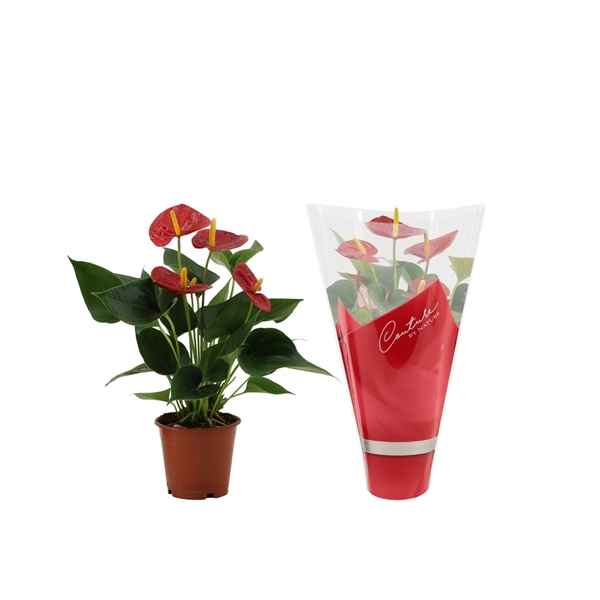 Горшечные цветы и растения оптом Anth An Success Red 4+ In Couture Success от 10шт из Голландии с доставкой по России