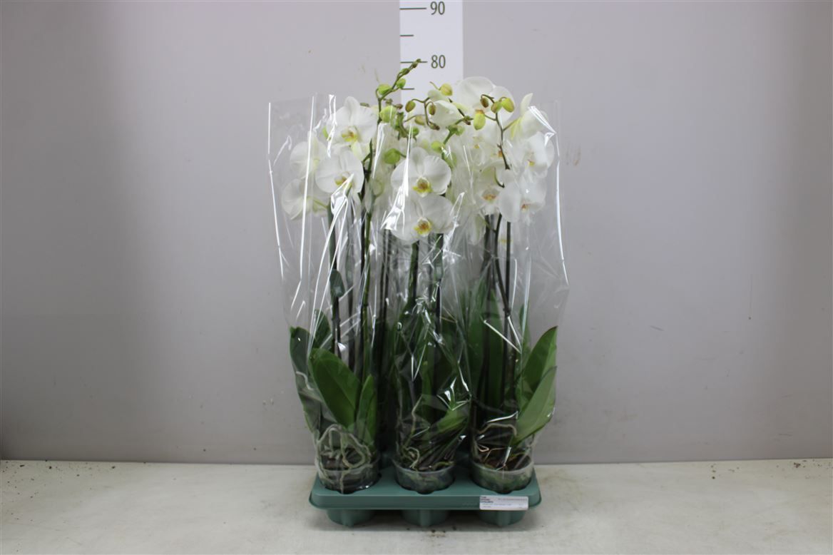 Горшечные цветы и растения оптом Phal 2st Ebro 16+ (orchid Growers) от 6шт из Голландии с доставкой по России