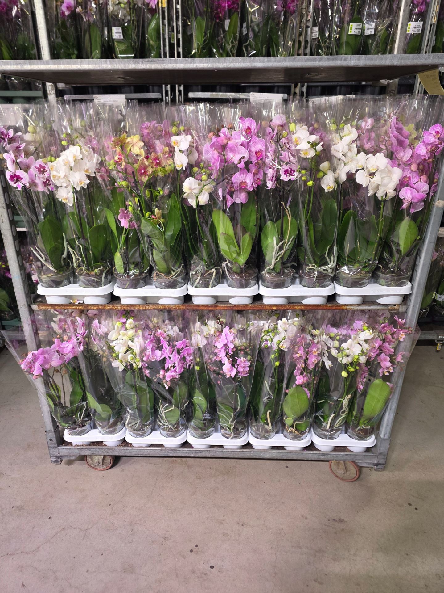 Горшечные цветы и растения оптом Phalaenopsis   ... от 10шт из Голландии с доставкой по России