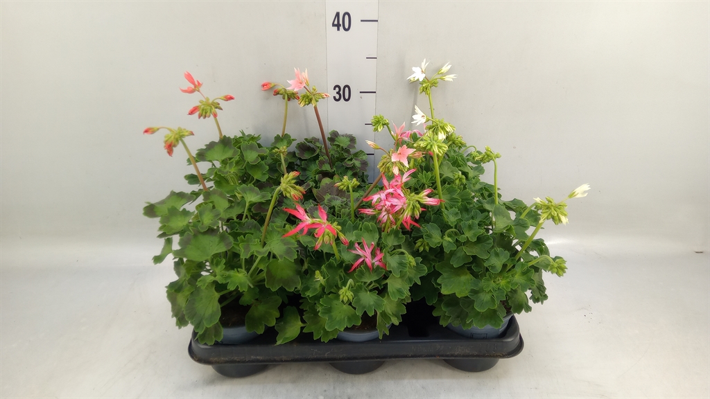 Горшечные цветы и растения оптом Pelargonium Zona.   ... от 8шт из Голландии с доставкой по России