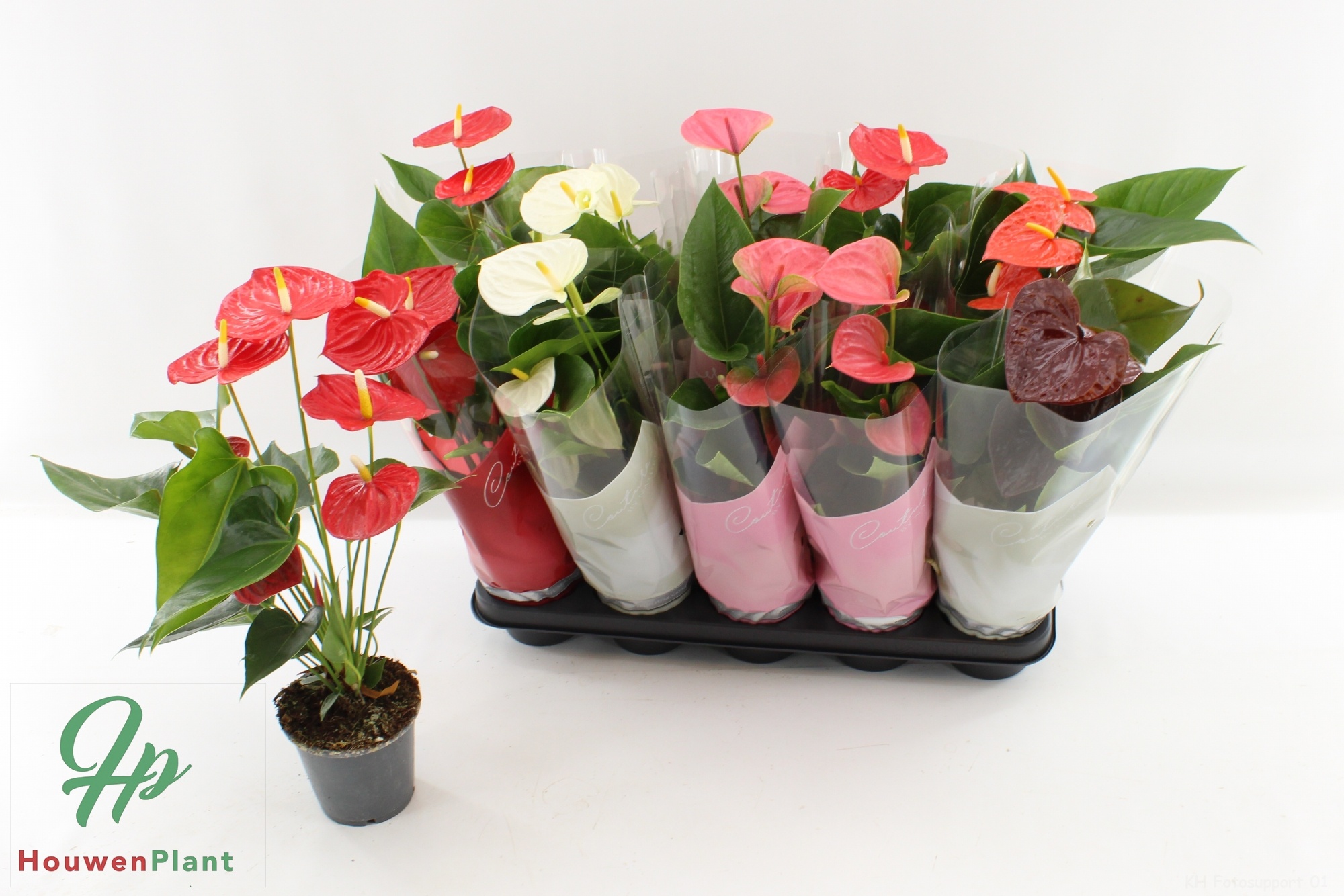 Горшечные цветы и растения оптом Anthu An Gem 5 Kl от 10шт из Голландии с доставкой по России