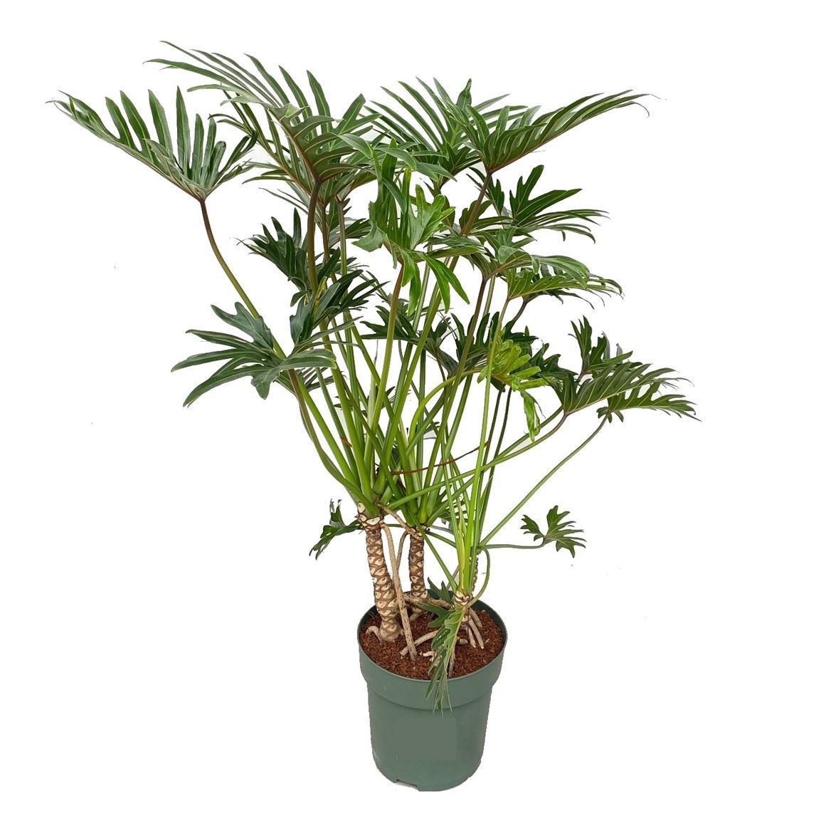 Горшечные цветы и растения оптом Philodendron Xantal + Watermeter от 1шт из Голландии с доставкой по России
