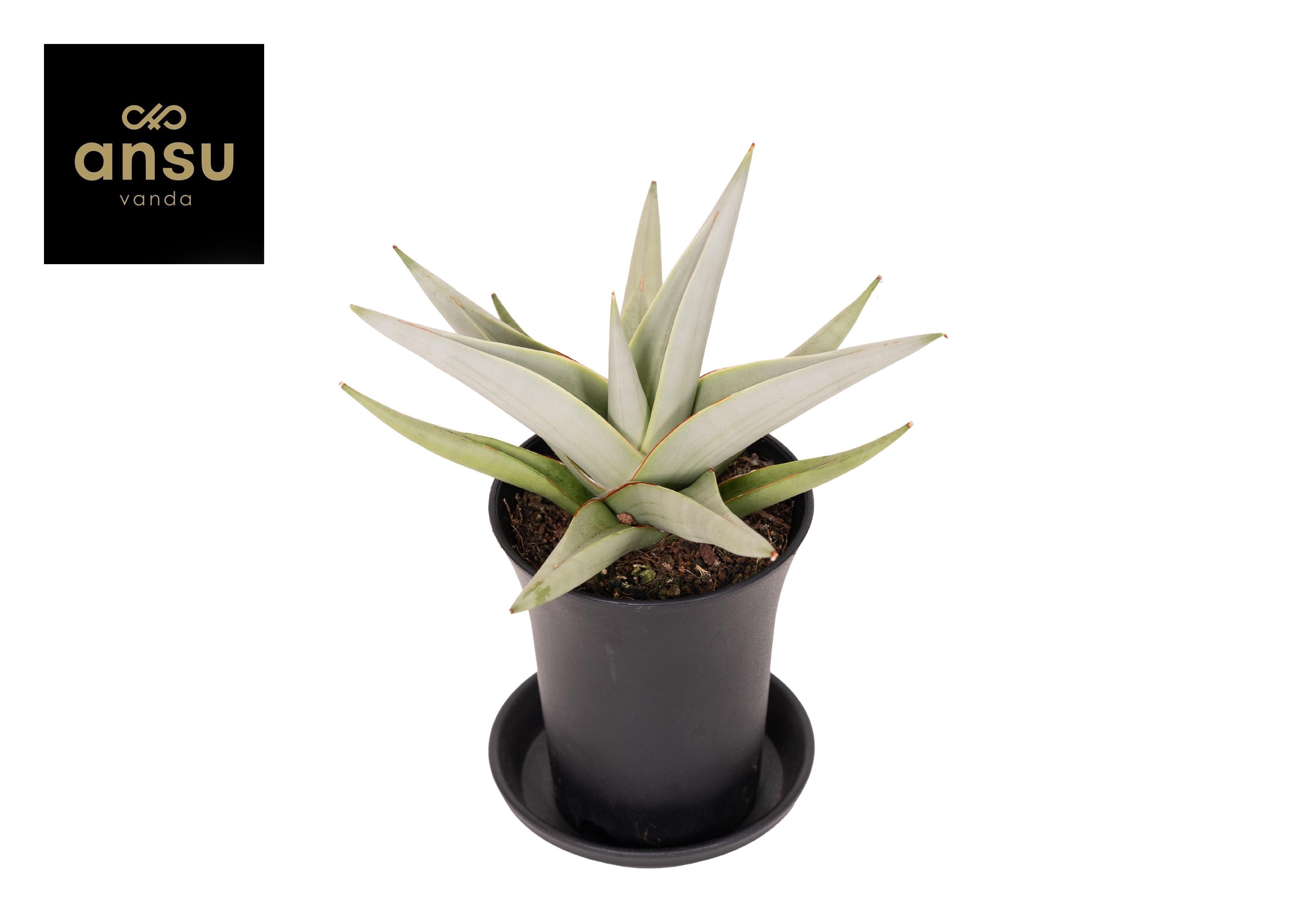 Горшечные цветы и растения оптом Sansevieria Comet Pastel Grey от 9шт (для телеги) из Голландии с доставкой по России