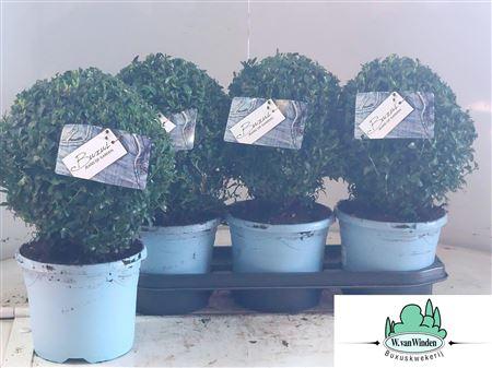 Горшечные цветы и растения оптом Buxus Semp Ball In Potcover от 3шт из Голландии с доставкой по России
