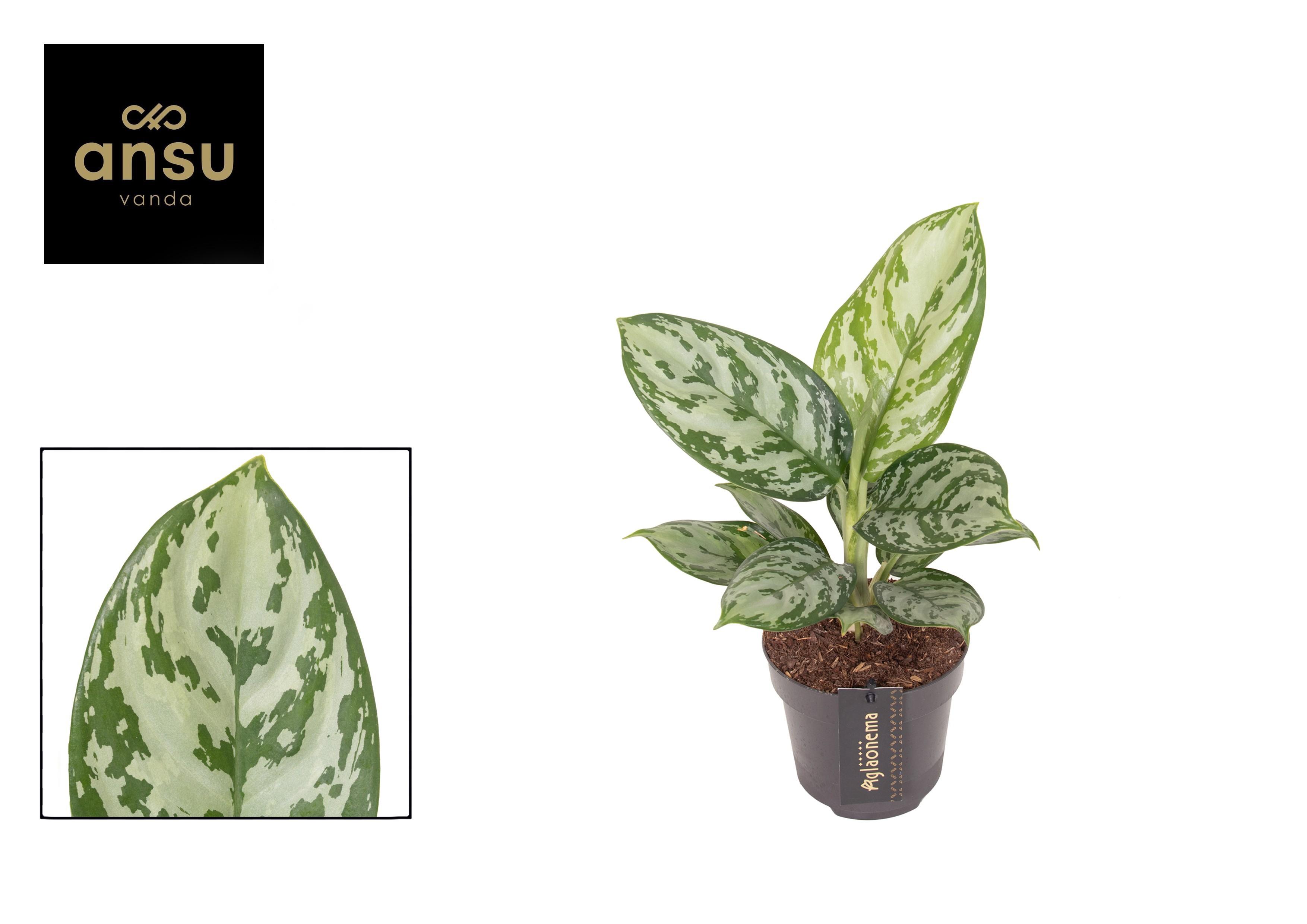 Горшечные цветы и растения оптом Aglaonema Jungle Silver от 6шт из Голландии с доставкой по России