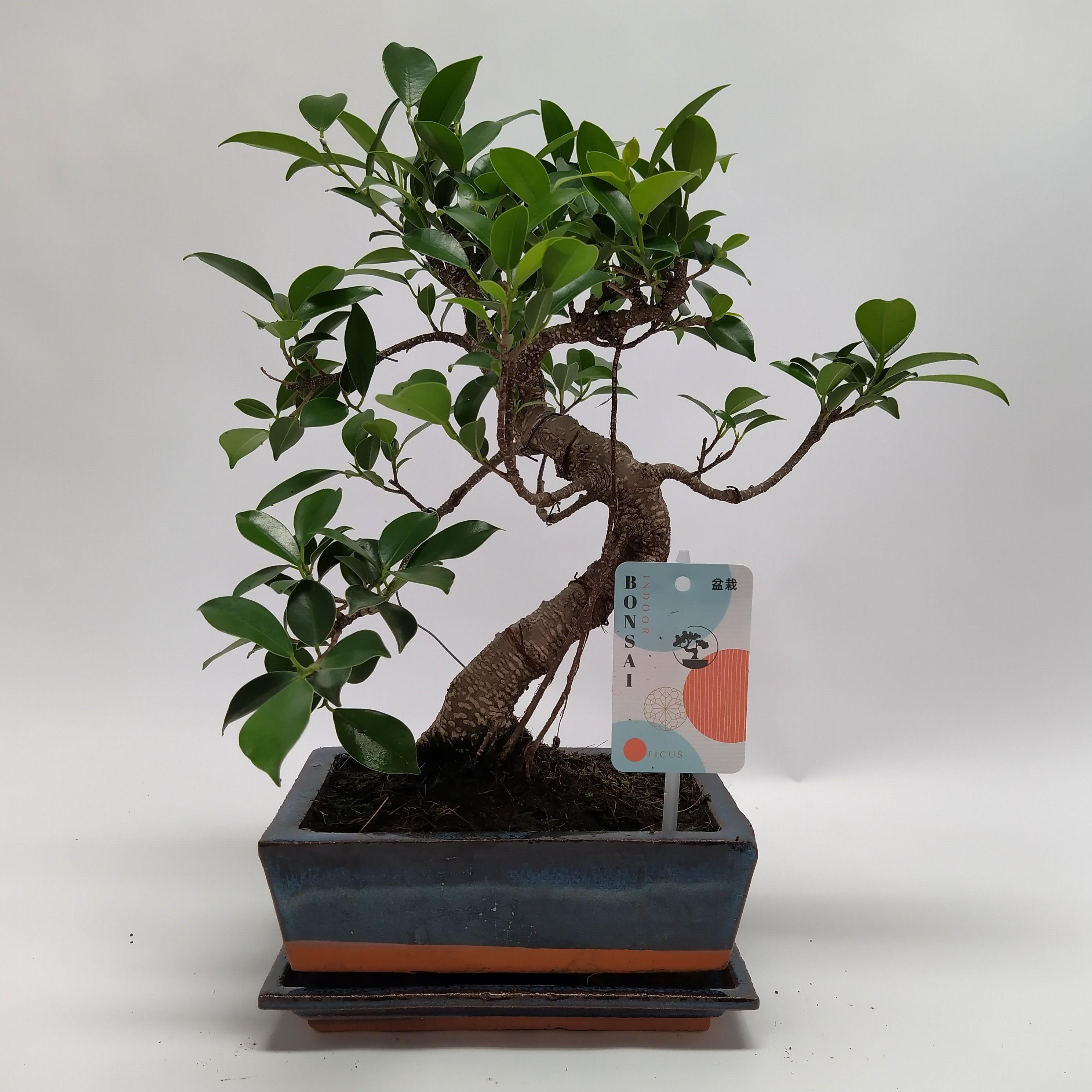 Горшечные цветы и растения оптом Bonsai Ficus S-shape Bonsai Traditional от 6шт из Голландии с доставкой по России