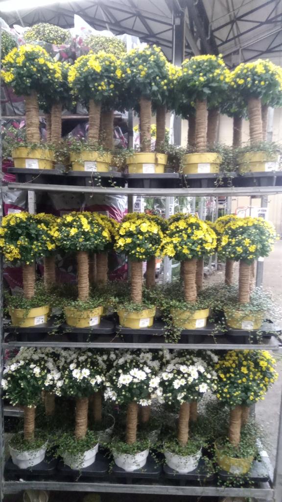 Горшечные цветы и растения оптом Chrysanthemum ..gr от 3шт из Голландии с доставкой по России