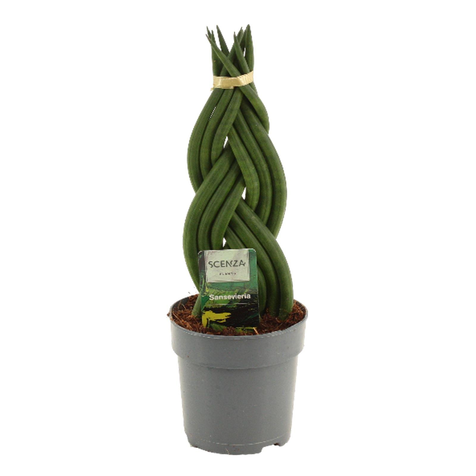 Горшечные цветы и растения оптом Sansevieria Cylindrica Braid от 10шт из Голландии с доставкой по России