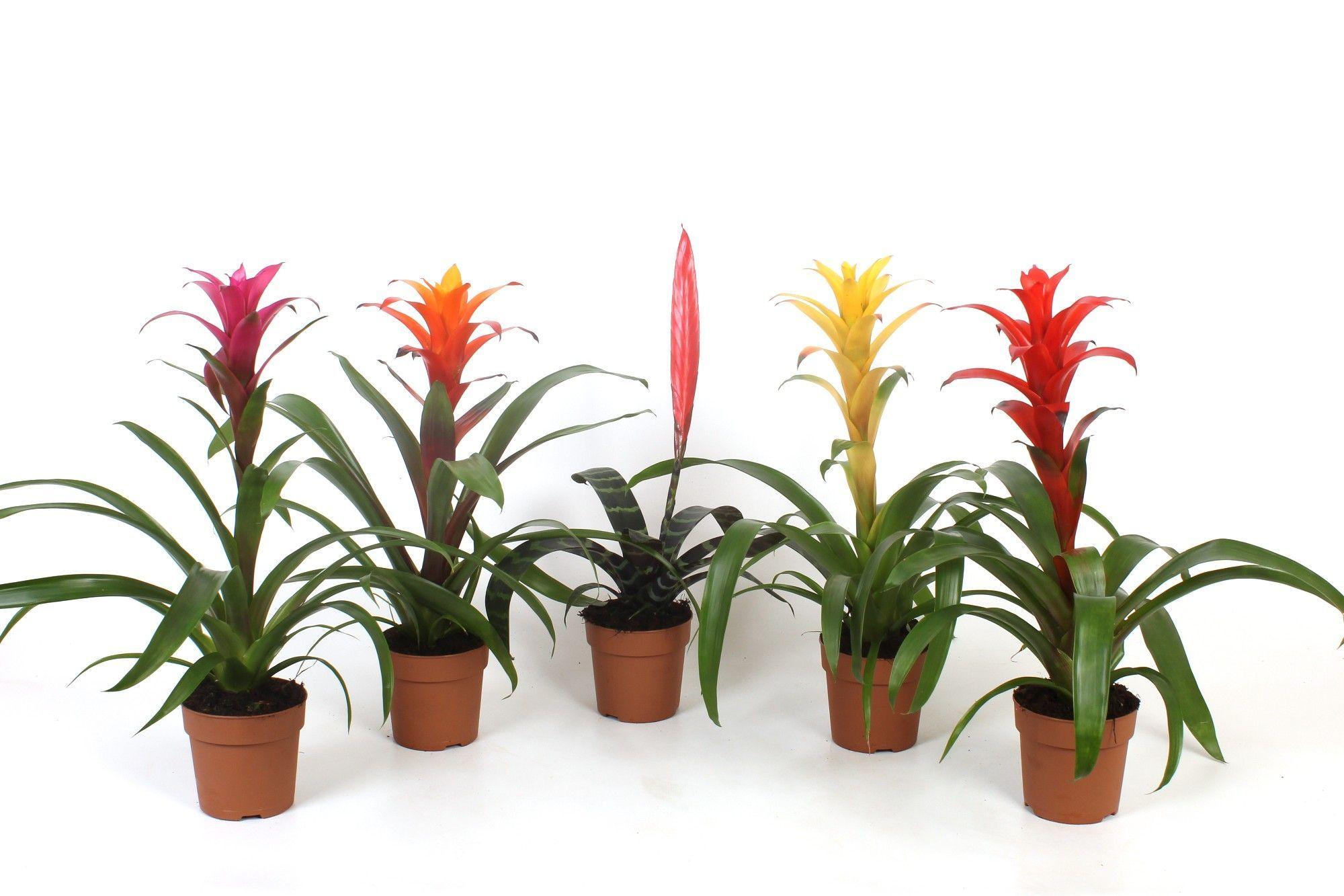 Горшечные цветы и растения оптом Bromelia Mix от 10шт из Голландии с доставкой по России