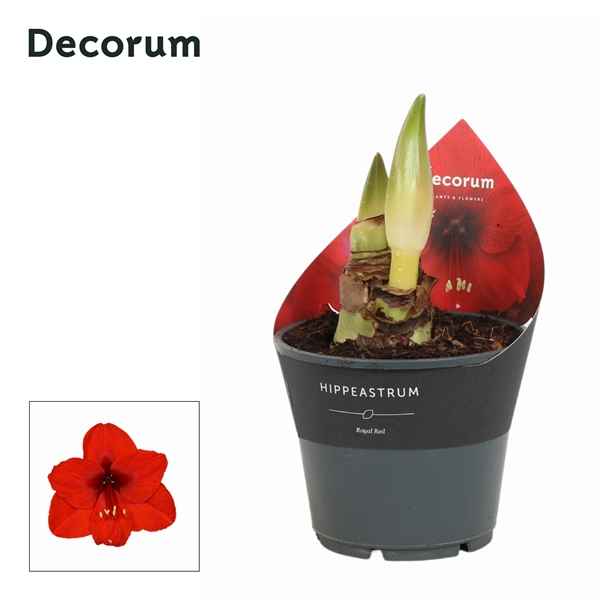 Горшечные цветы и растения оптом Hipp Royal Red 2pp Extra Op (decorum) от 7шт из Голландии с доставкой по России
