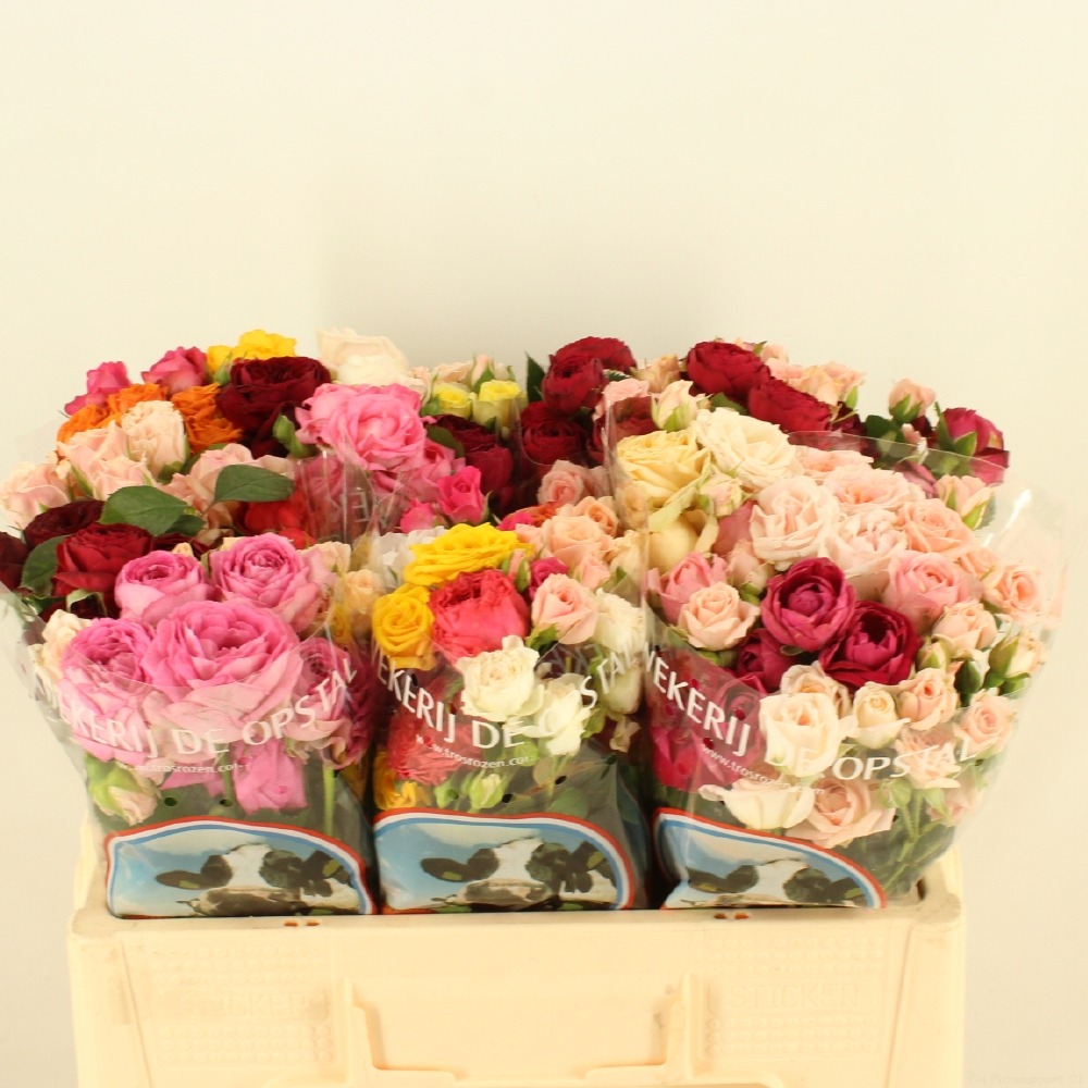 Срезанные цветы оптом Rosa spray mix rainbow (mixbunch) от 60шт из Голландии с доставкой по России