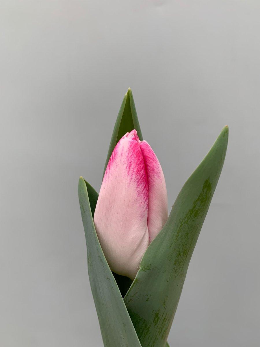 Срезанные цветы оптом Tulipa si от 50шт из Голландии с доставкой по России