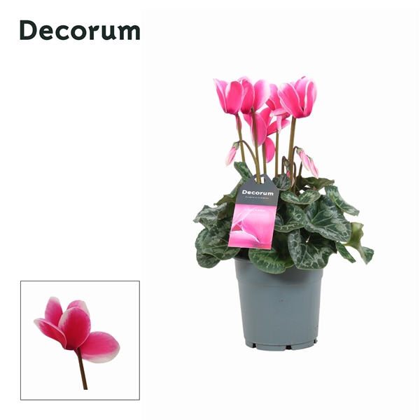 Горшечные цветы и растения оптом Cyclamen Lovely Moments (decorum) от 5шт из Голландии с доставкой по России