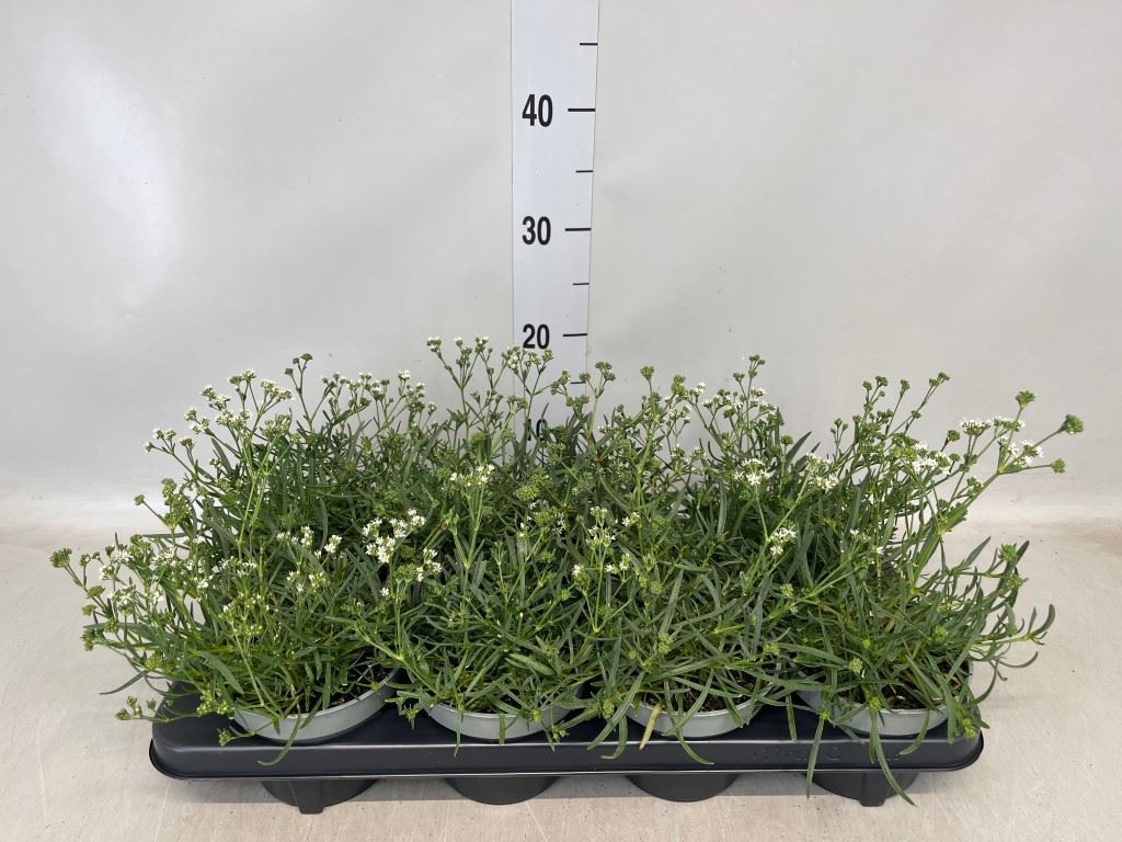 Горшечные цветы и растения оптом Gypsophila   ... от 8шт из Голландии с доставкой по России