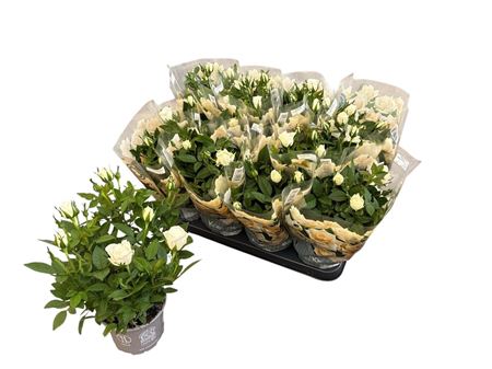 Горшечные цветы и растения оптом Ro Absolute White Kordana от 11шт из Голландии с доставкой по России