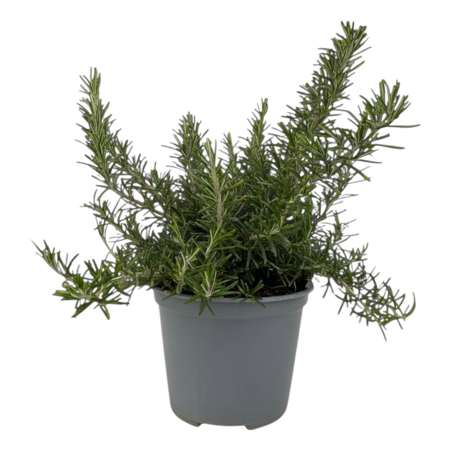 Горшечные цветы и растения оптом Rosmarinus Prostratus от 8шт из Голландии с доставкой по России